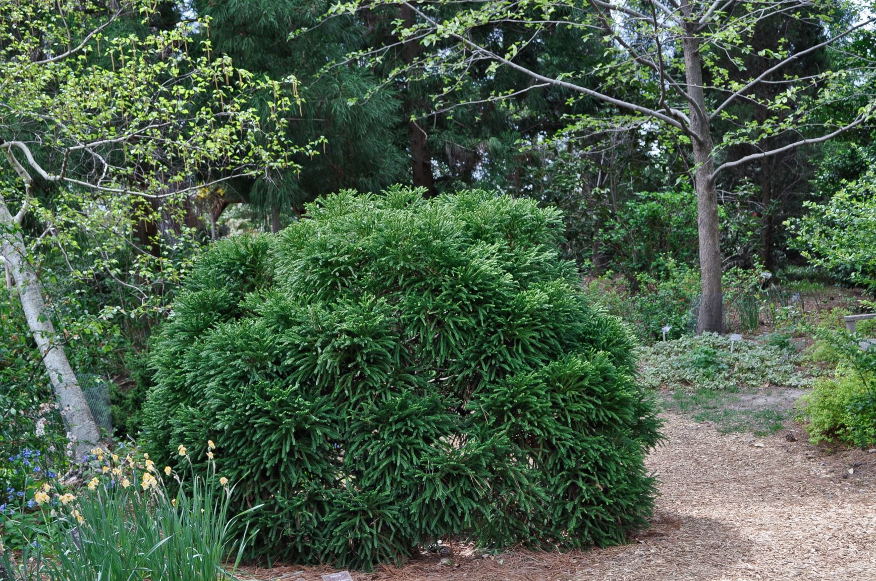 Cryptomeria japonica 'Globosa Nana' - Japanese cedar