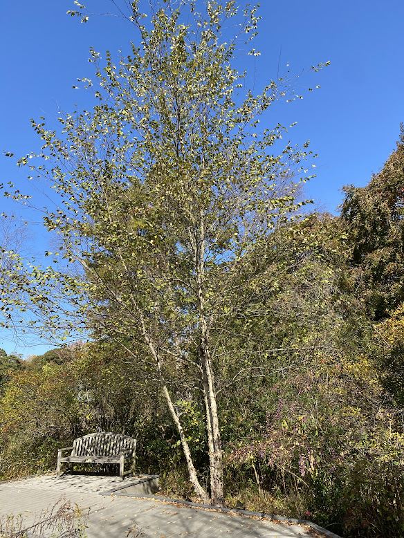Betula nigra 'Bnmtf' Dura Heat® - river birch