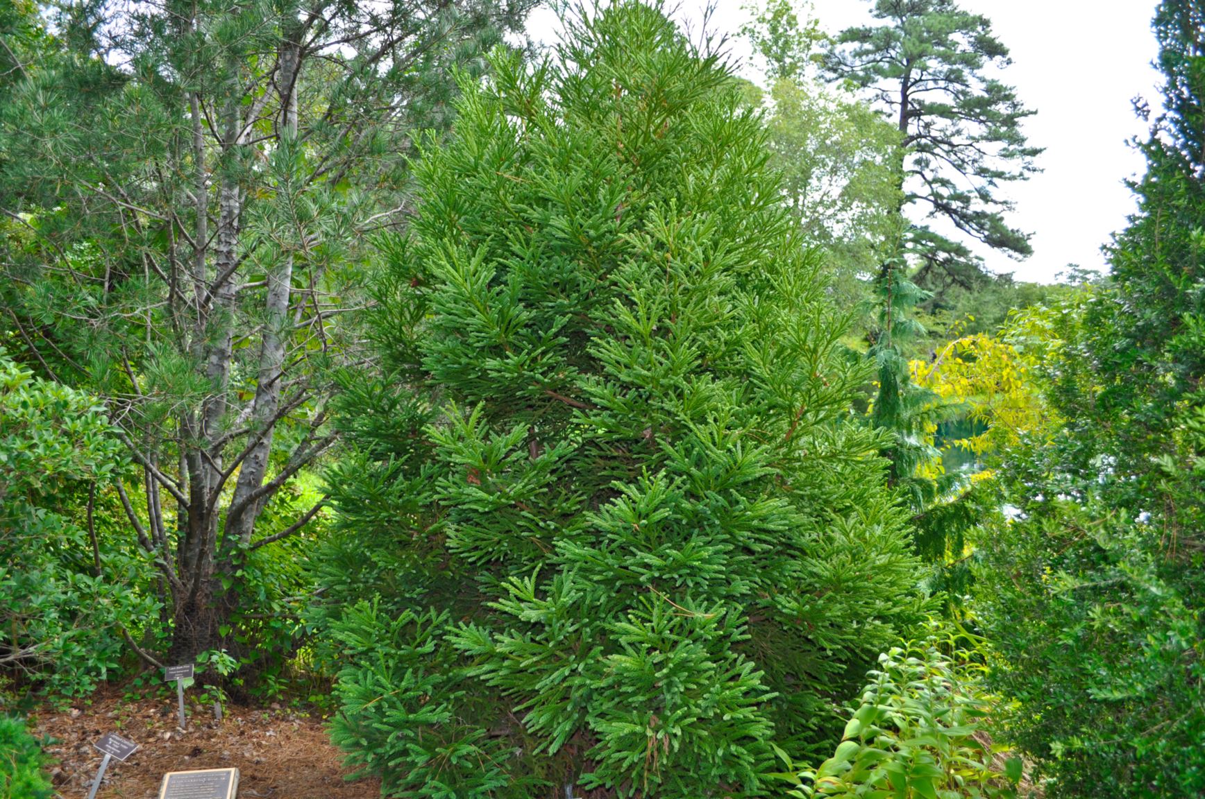 Cryptomeria japonica 'Gyokruya' - Japanese cedar