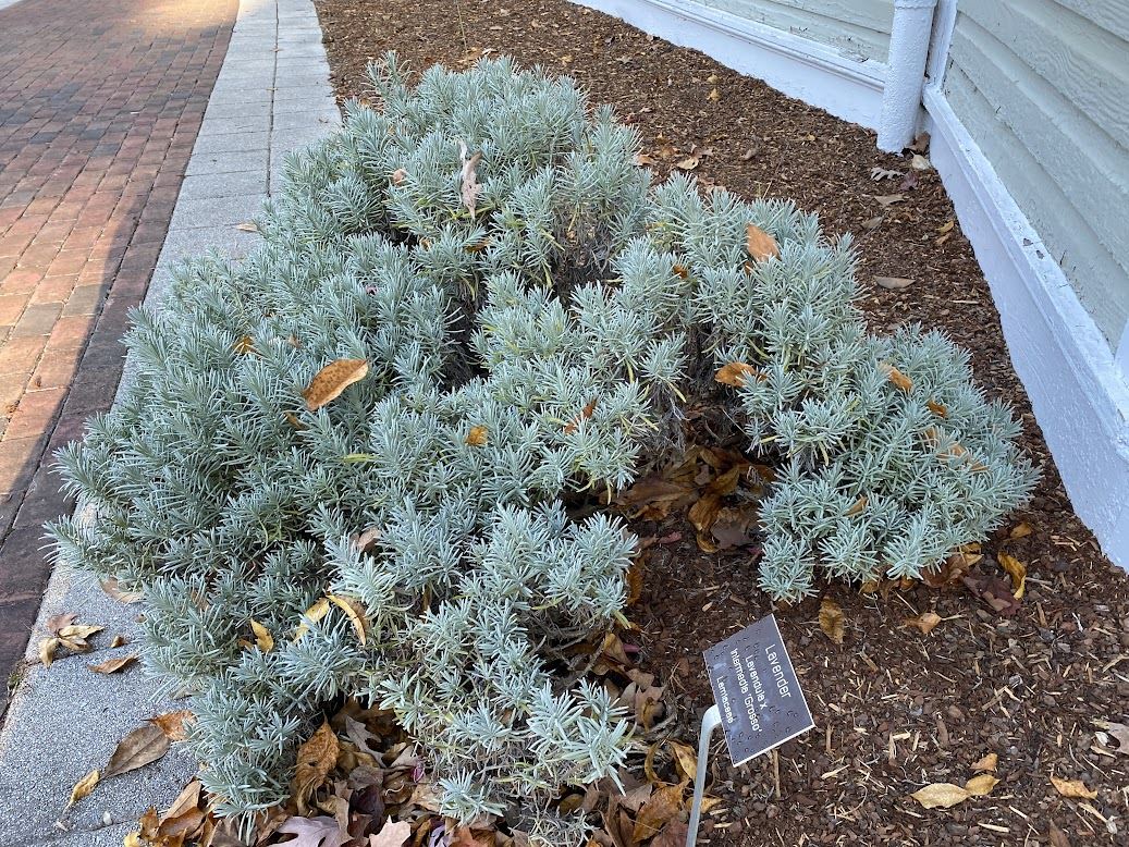 Lavandula × intermedia 'Grosso' - lavender