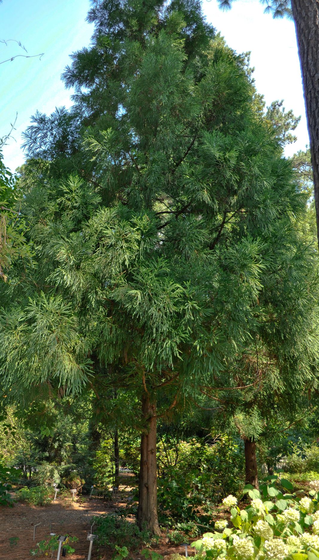 Cryptomeria japonica 'Ben Franklin' - Japanese cedar