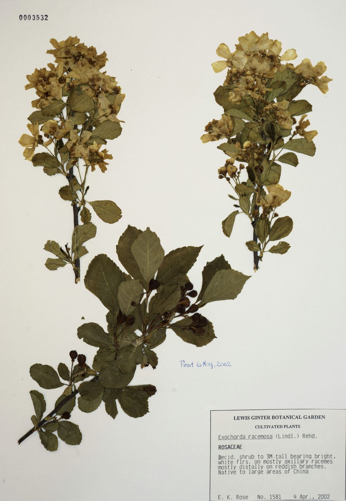 Exochorda serratifolia - Pearlbush