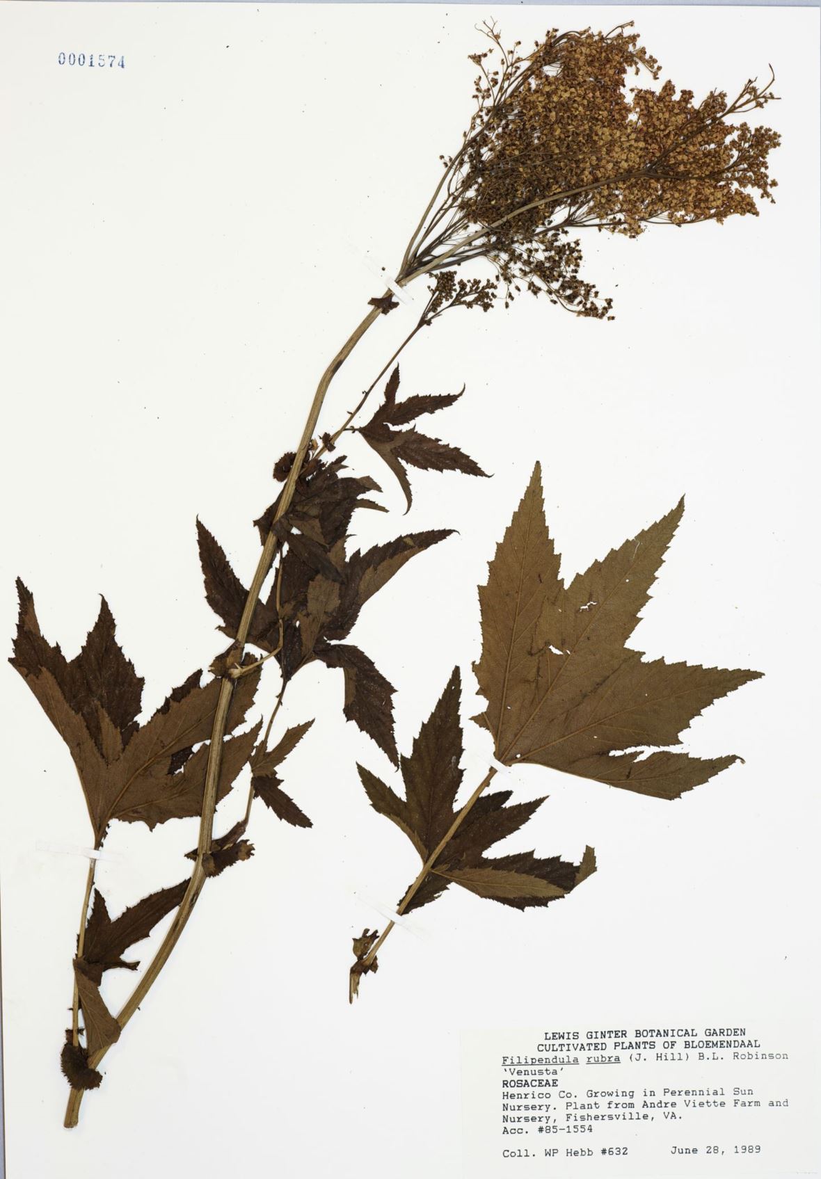 Filipendula rubra 'Venusta' - Meadowsweet