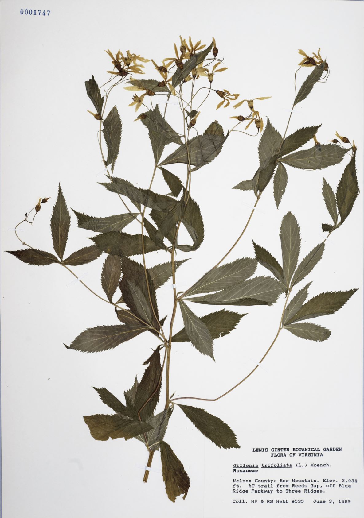 Gillenia trifoliata - bowman's root, Gillenia