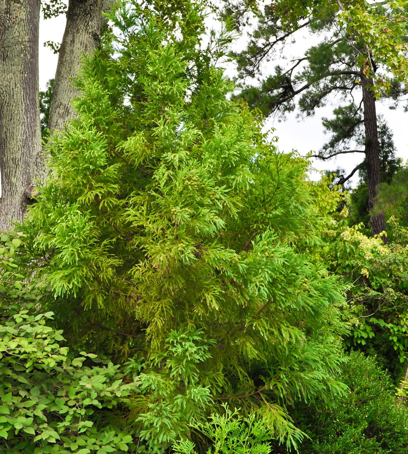 Cryptomeria japonica 'Sekkan Sugi' - Japanese cedar