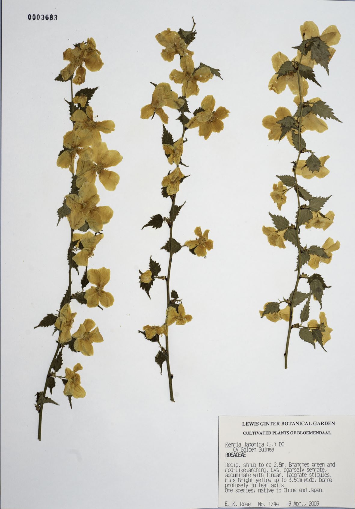 Kerria japonica 'Golden Guinea' - Japanese rose