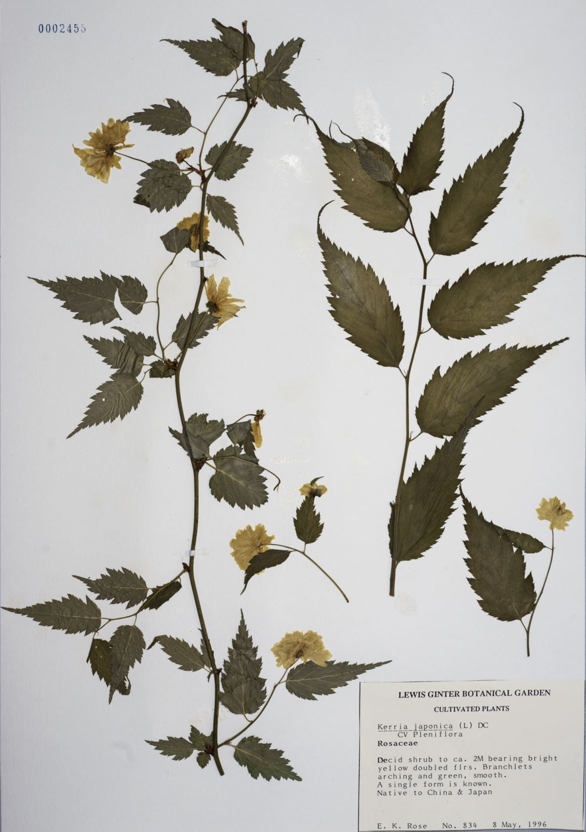 Kerria japonica 'Pleniflora' - Jew's mallow
