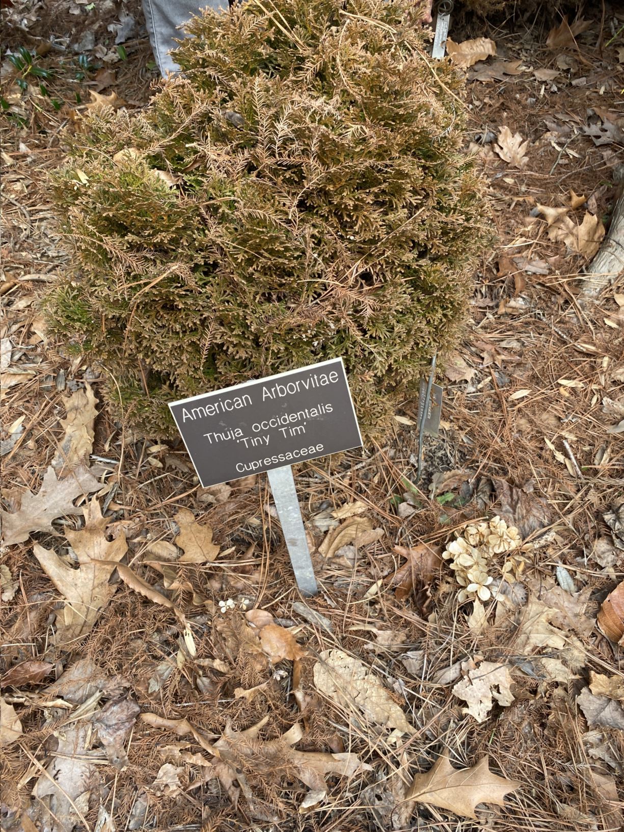 Thuja occidentalis 'Tiny Tim' - American arborivitae, eastern arborvitae, eastern white cedar