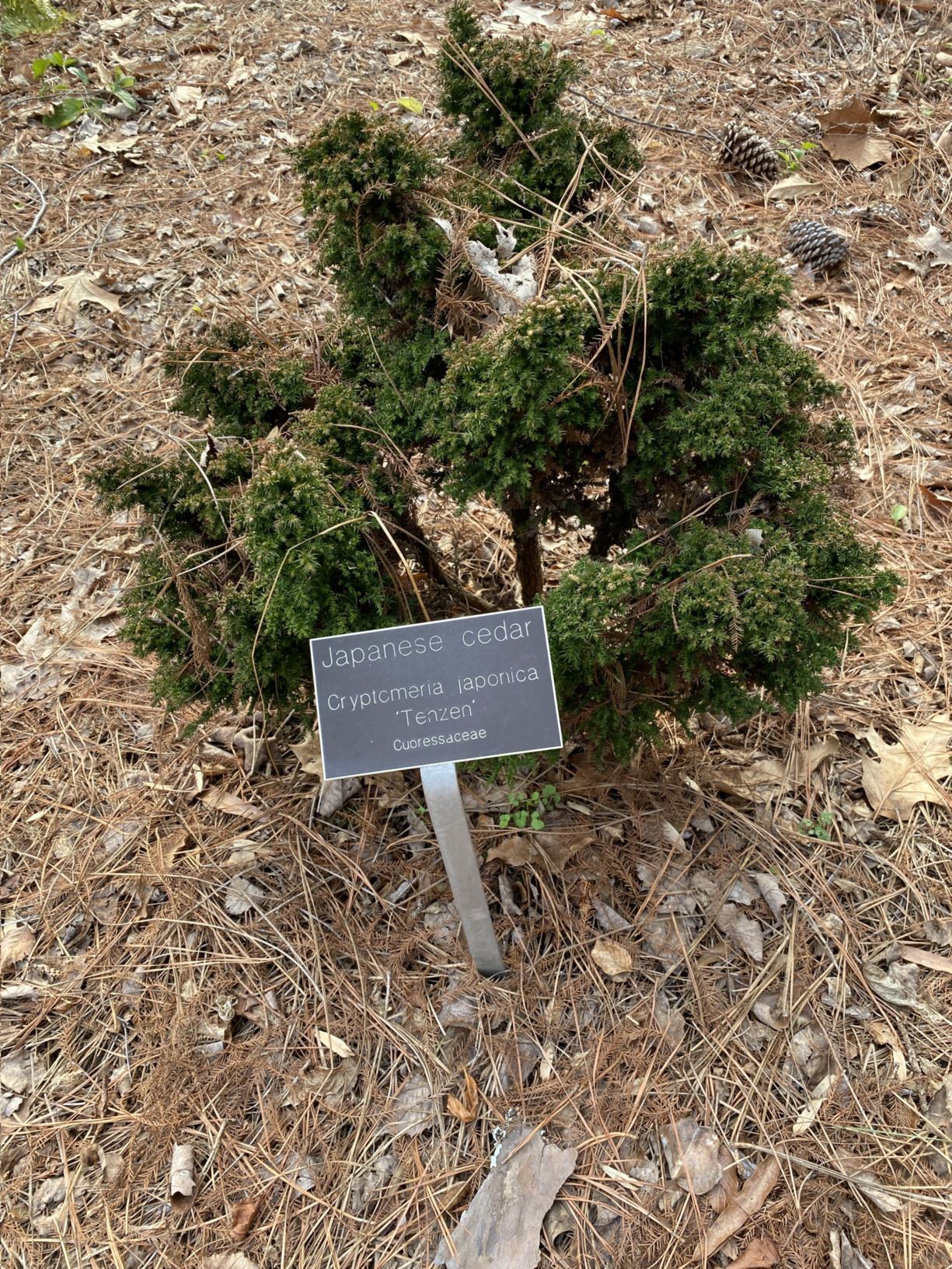 Cryptomeria japonica 'Tenzen' - Japanese cedar