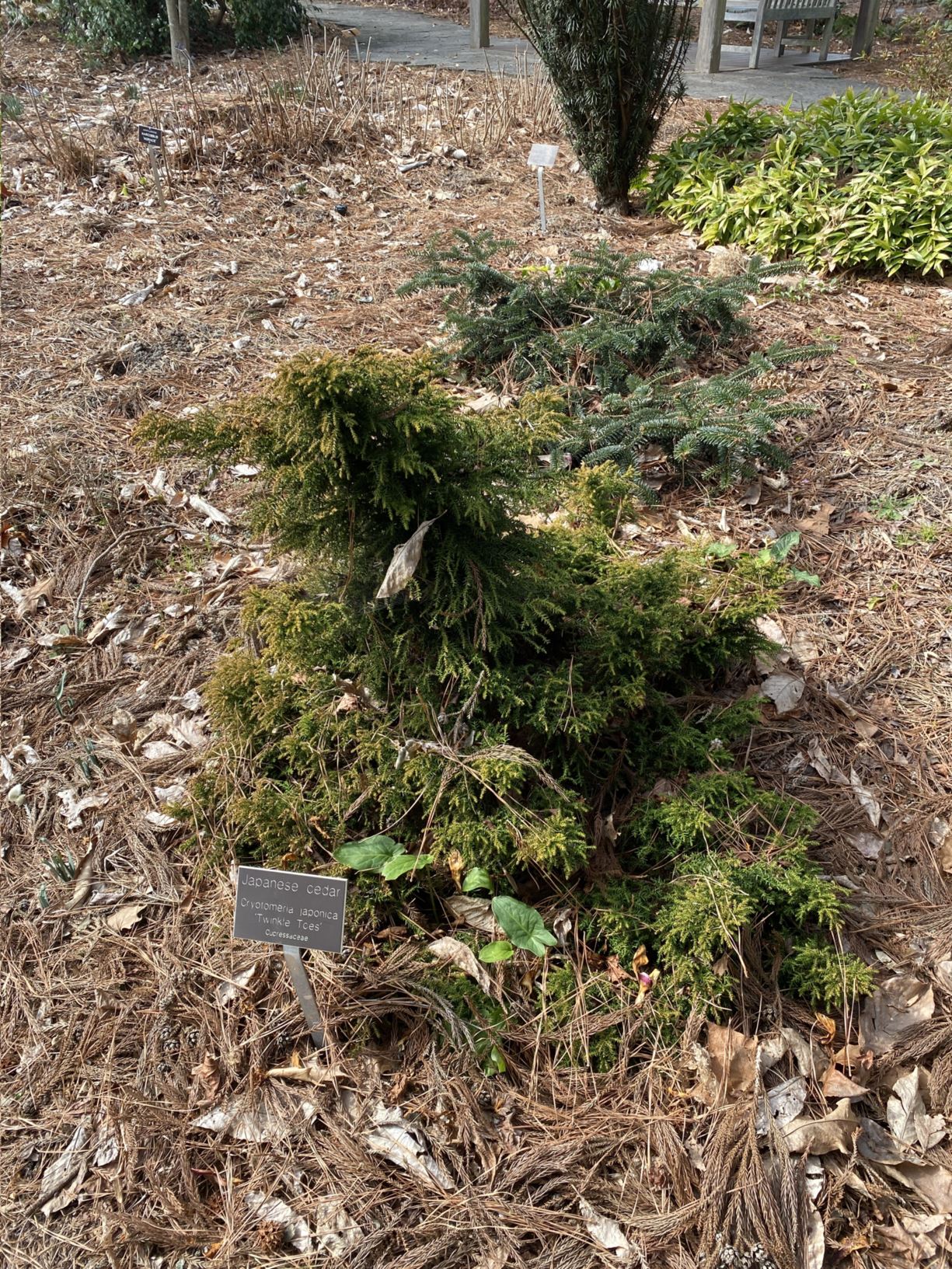Cryptomeria japonica 'Twinkle Toes' - Japanese cedar