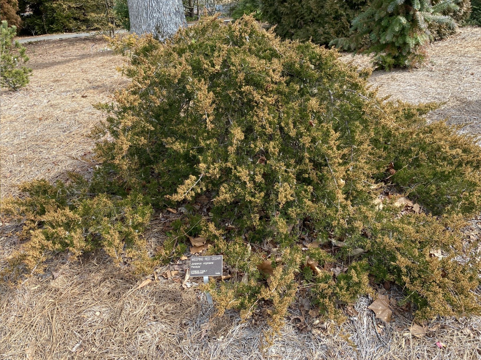 Juniperus virginiana 'Pendula' - eastern red cedar, weeping red cedar