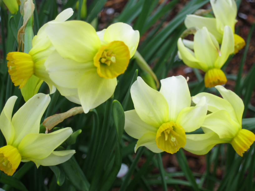 Narcissus 'Beryl' - Cyclamineus Daffodil | Lewis Ginter Botanical ...