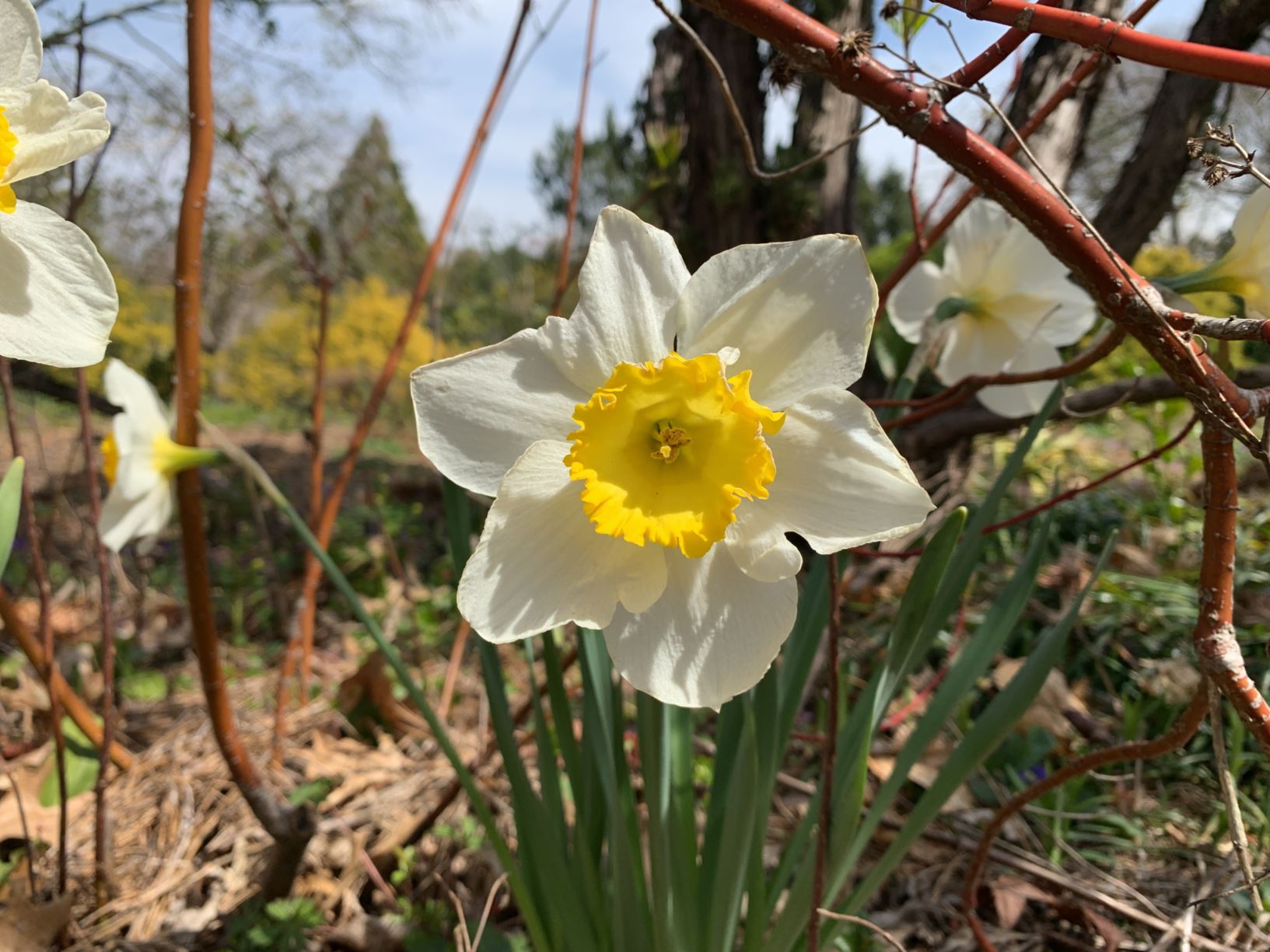 Narcissus 'Sound' - large-cupped daffodil