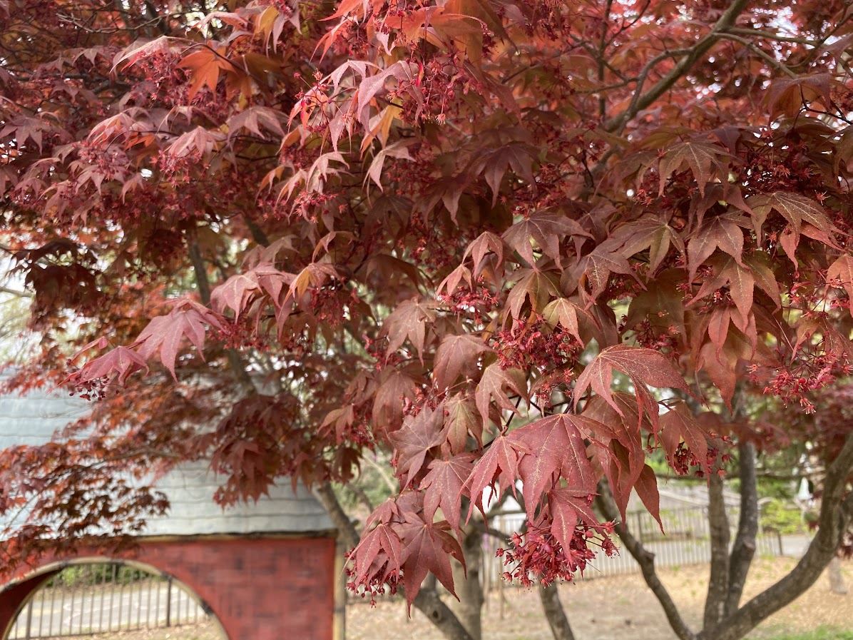 Acer palmatum 'Bloodgood' - Japanese maple