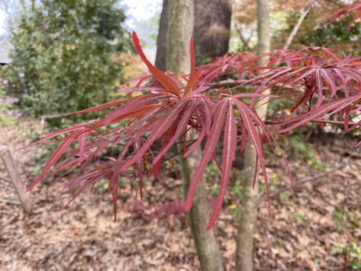 Acer palmatum 'Beni Otake' - Japanese maple