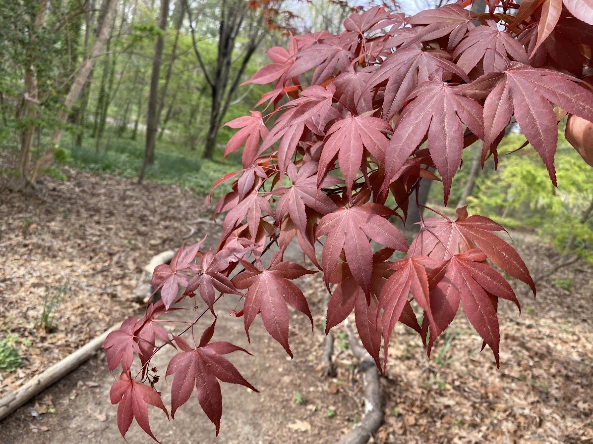Acer palmatum 'Attraction' - Japanese maple