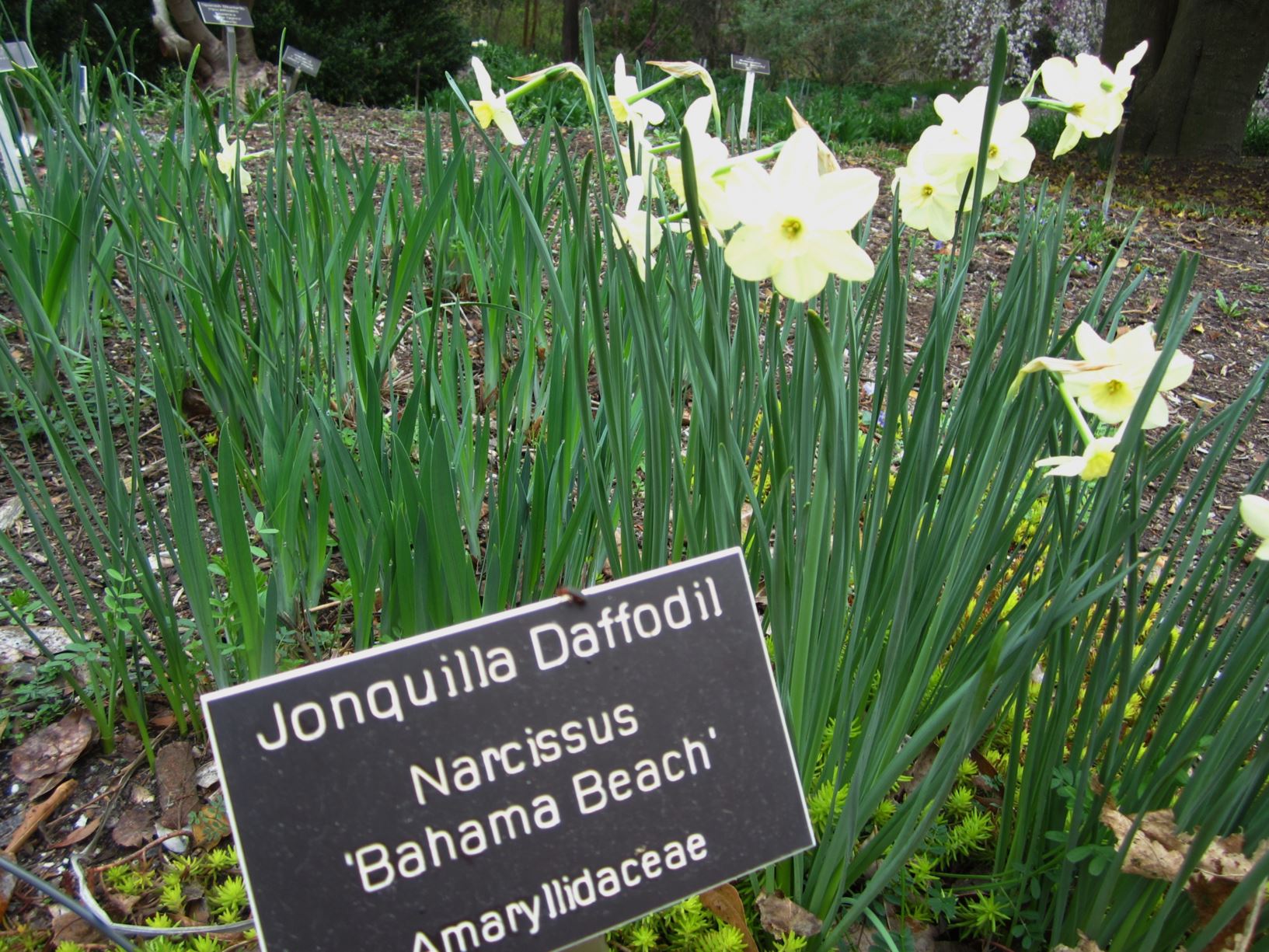 Narcissus 'Bahama Beach' - jonquilla daffodil