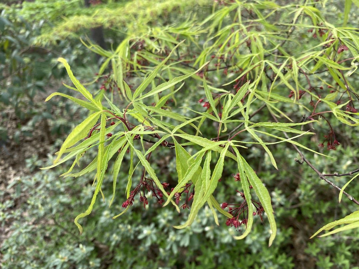 Acer palmatum 'Scolopendrifolium Rubrum' - Japanese maple