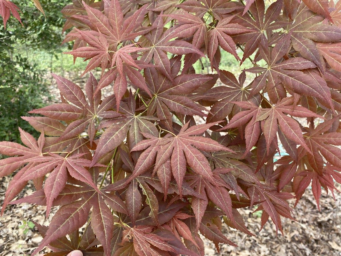 Acer palmatum 'Iijima Sunago' - Japanese maple