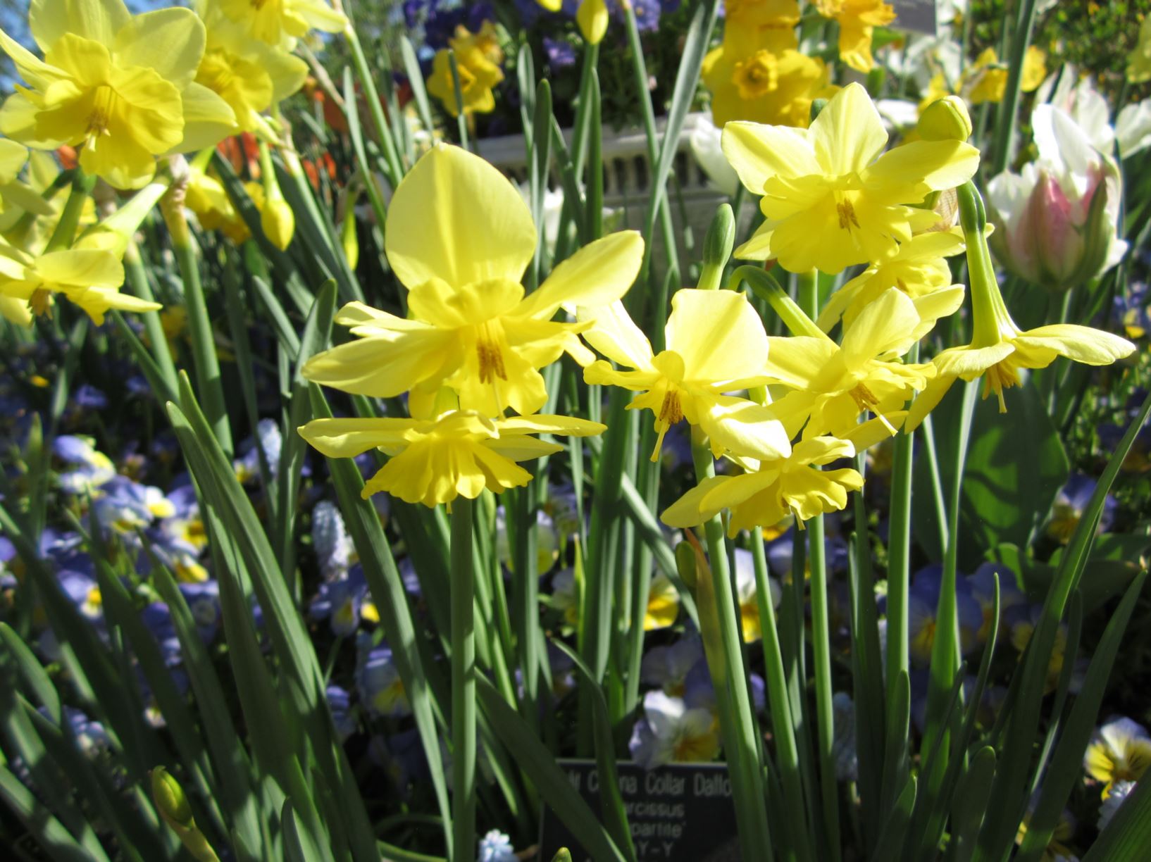 Narcissus 'Tripartite' - split-corona daffodil