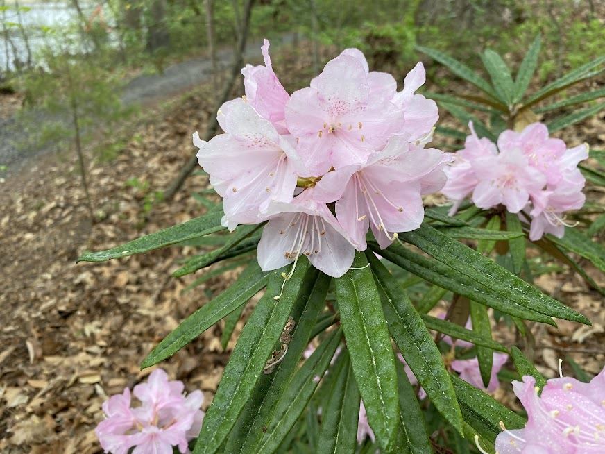Rhododendron makinoi - rhododendron