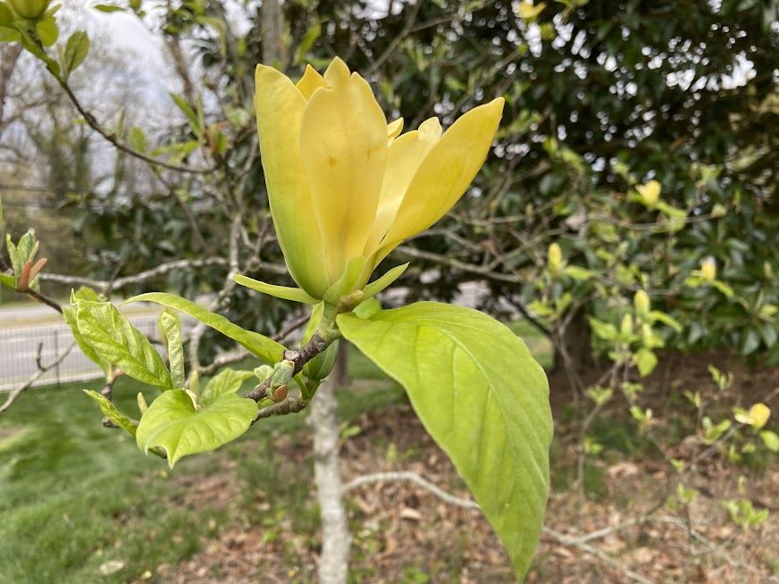 Magnolia 'Ultimate Yellow' - hybrid magnolia