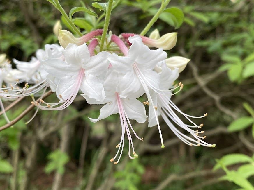 Rhododendron canescens - mountain azalea
