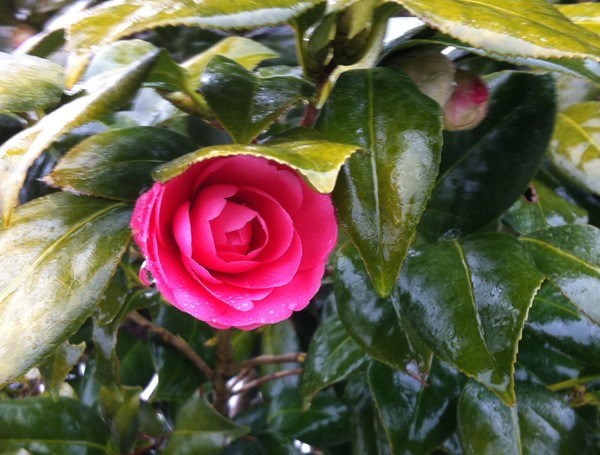 Camellia japonica 'Betty Sette' - camellia