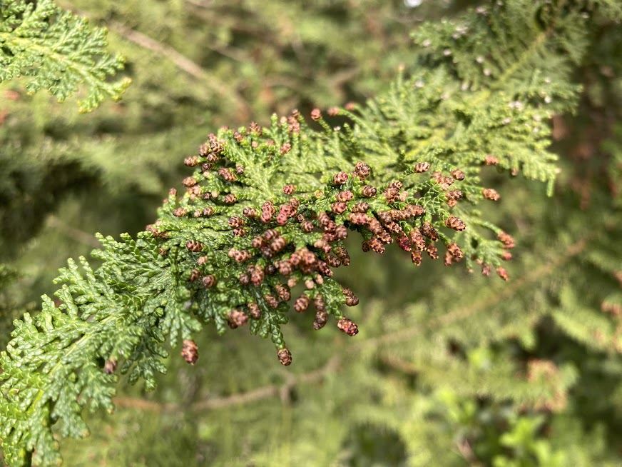 Chamaecyparis obtusa 'Filicoides' - fernspray cypress, hinoki cypress