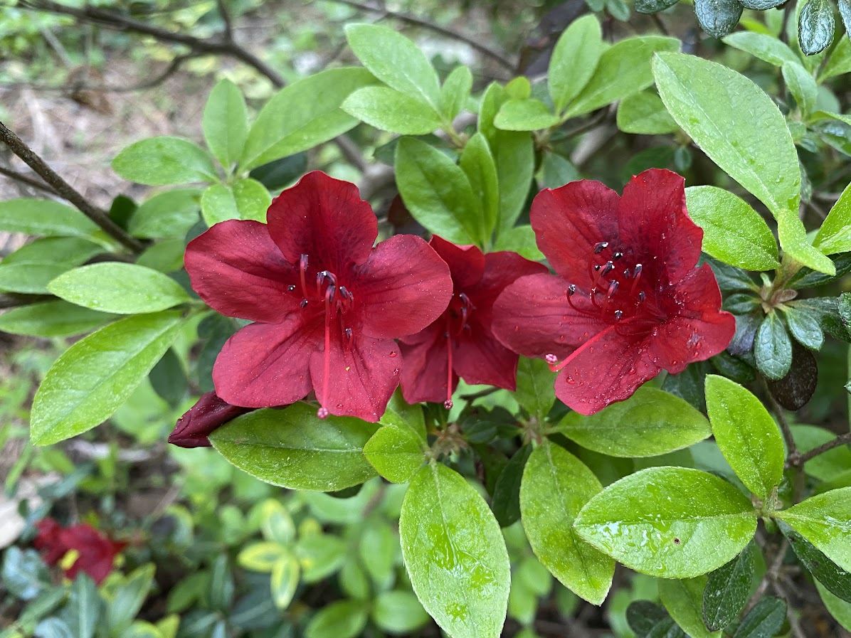 Rhododendron 'Karafune' - evergreen azalea