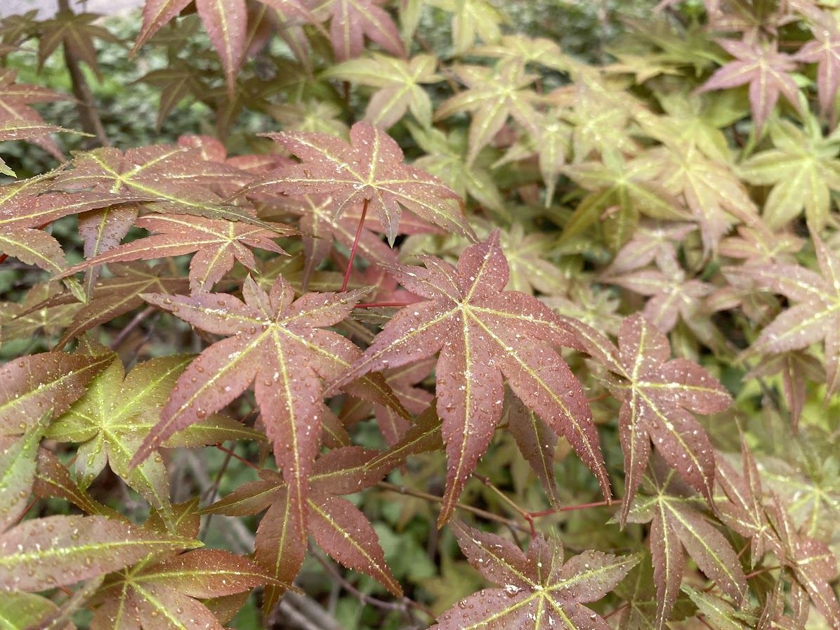 Acer palmatum 'Beni Mako' - Japanese maple