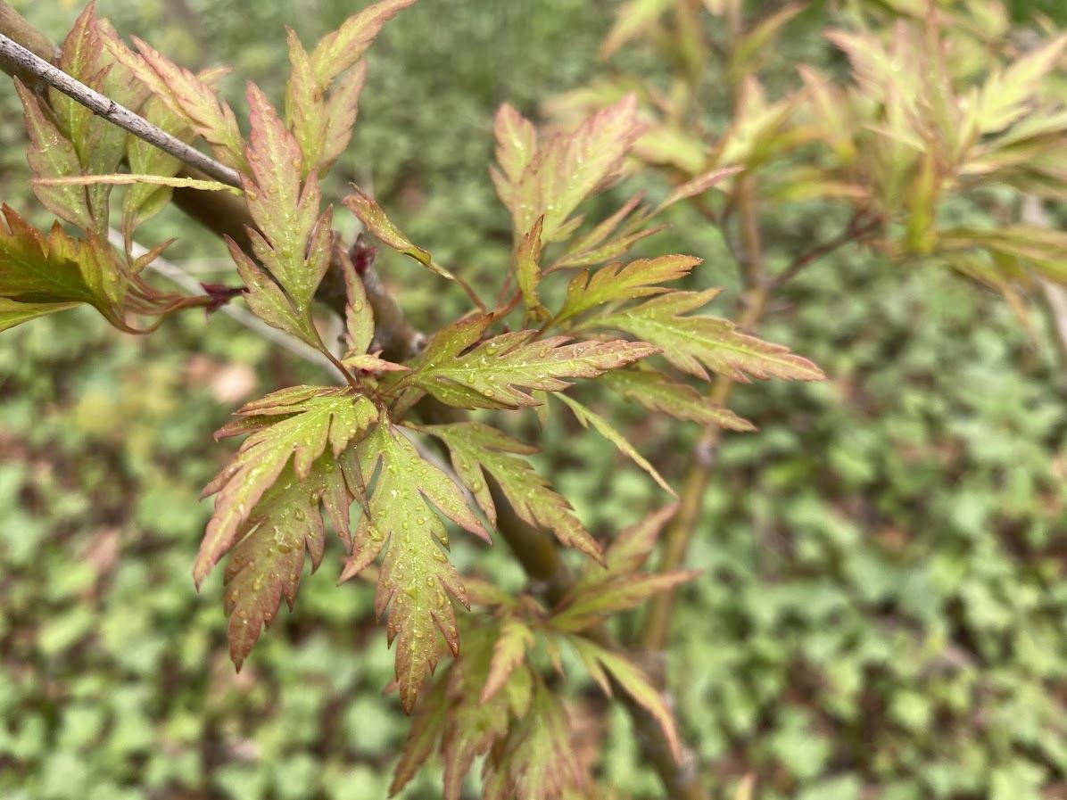 Acer palmatum 'Beni Komachi' - Japanese maple