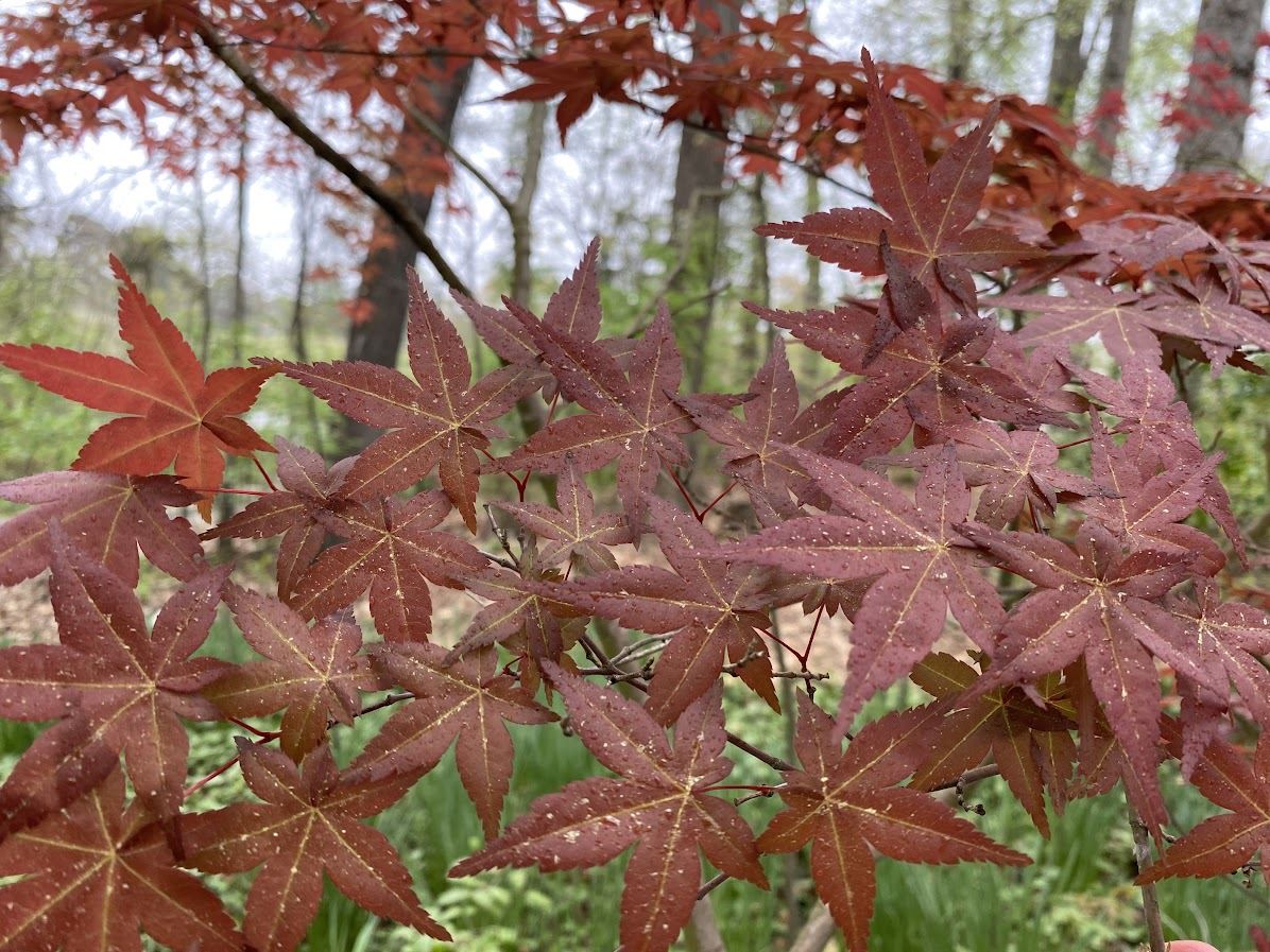 Acer palmatum 'Beni Fushigi' - Japanese maple