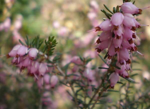 Erica carnea 'Springwood Pink' - winter heath