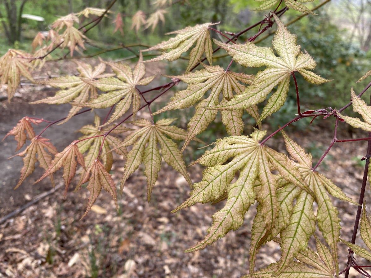 Acer palmatum 'Shigitatsu Sawa' - Japanese maple