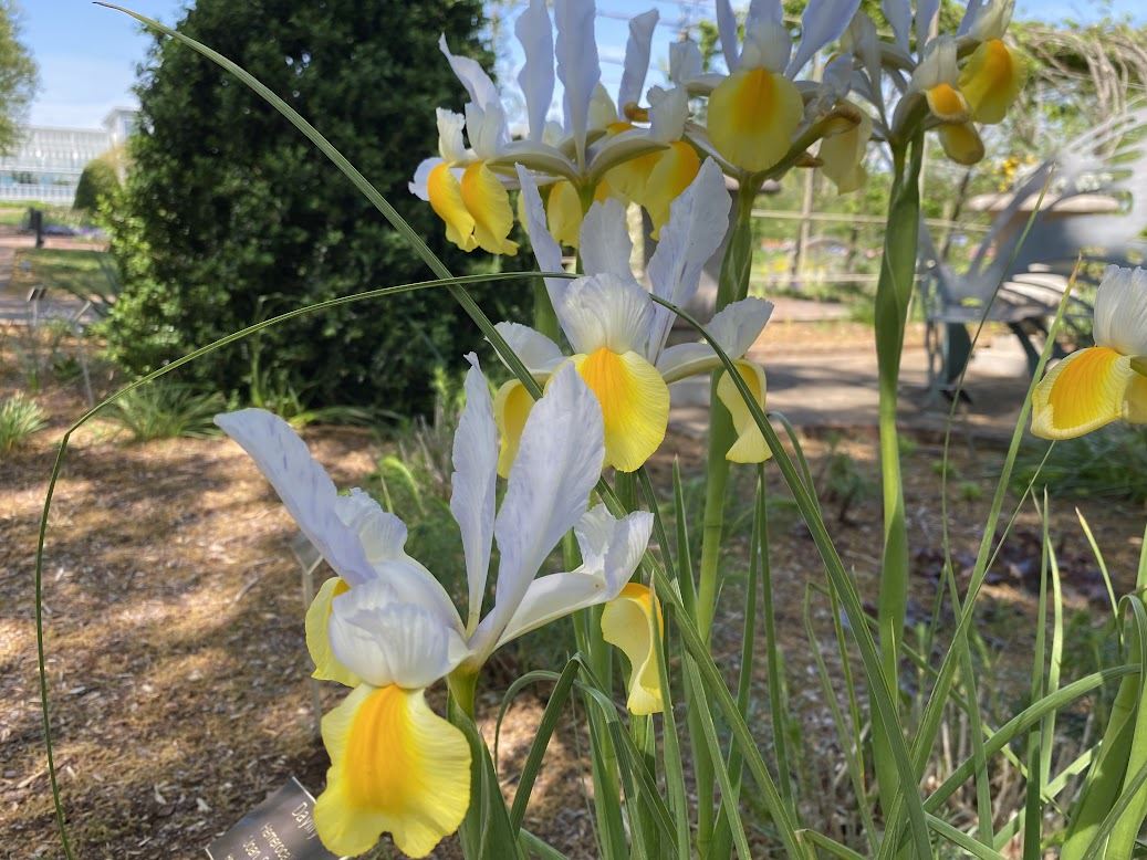 Iris × hollandica 'Symphony' - Dutch iris