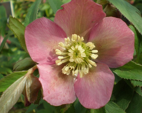 Helleborus orientalis 'Maroon Strain' - Lenten rose