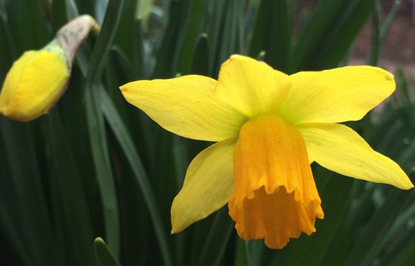 Narcissus 'Jetfire' - cyclamineus daffodil