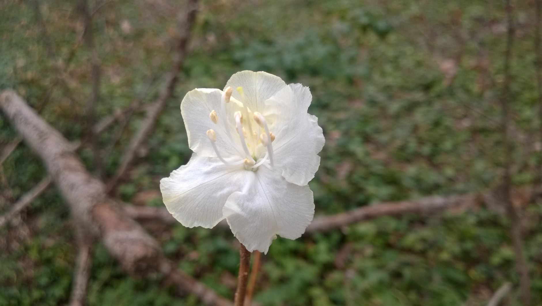 Rhododendron mucronulatum var. leucanthum - rhododendron
