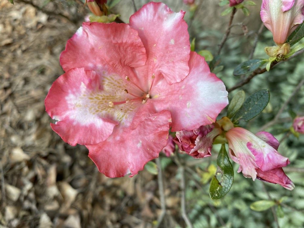 Rhododendron 'Easter Parade Sport' - evergreen azalea