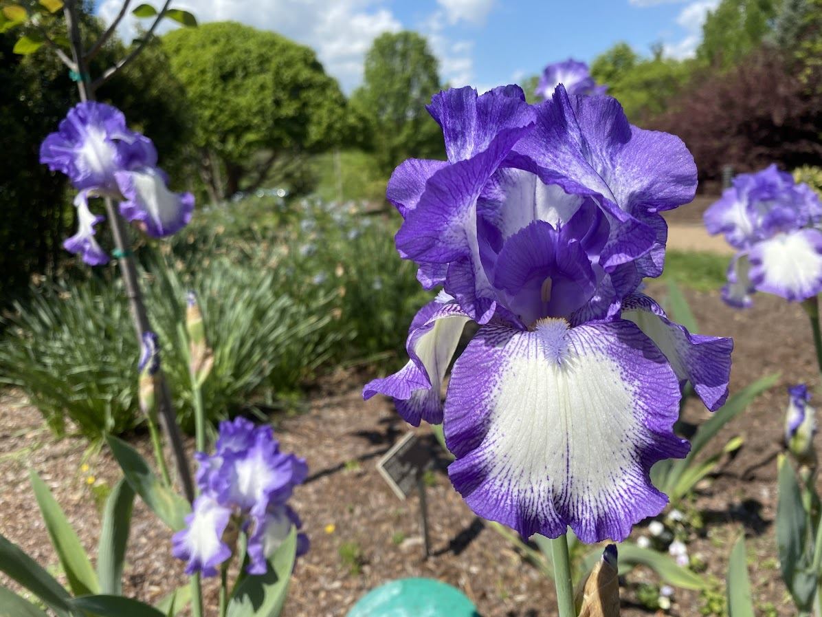 Iris 'Rococo' - tall bearded iris