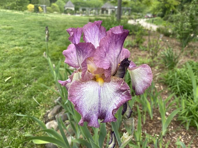 Iris 'Decolletage' - tall bearded iris