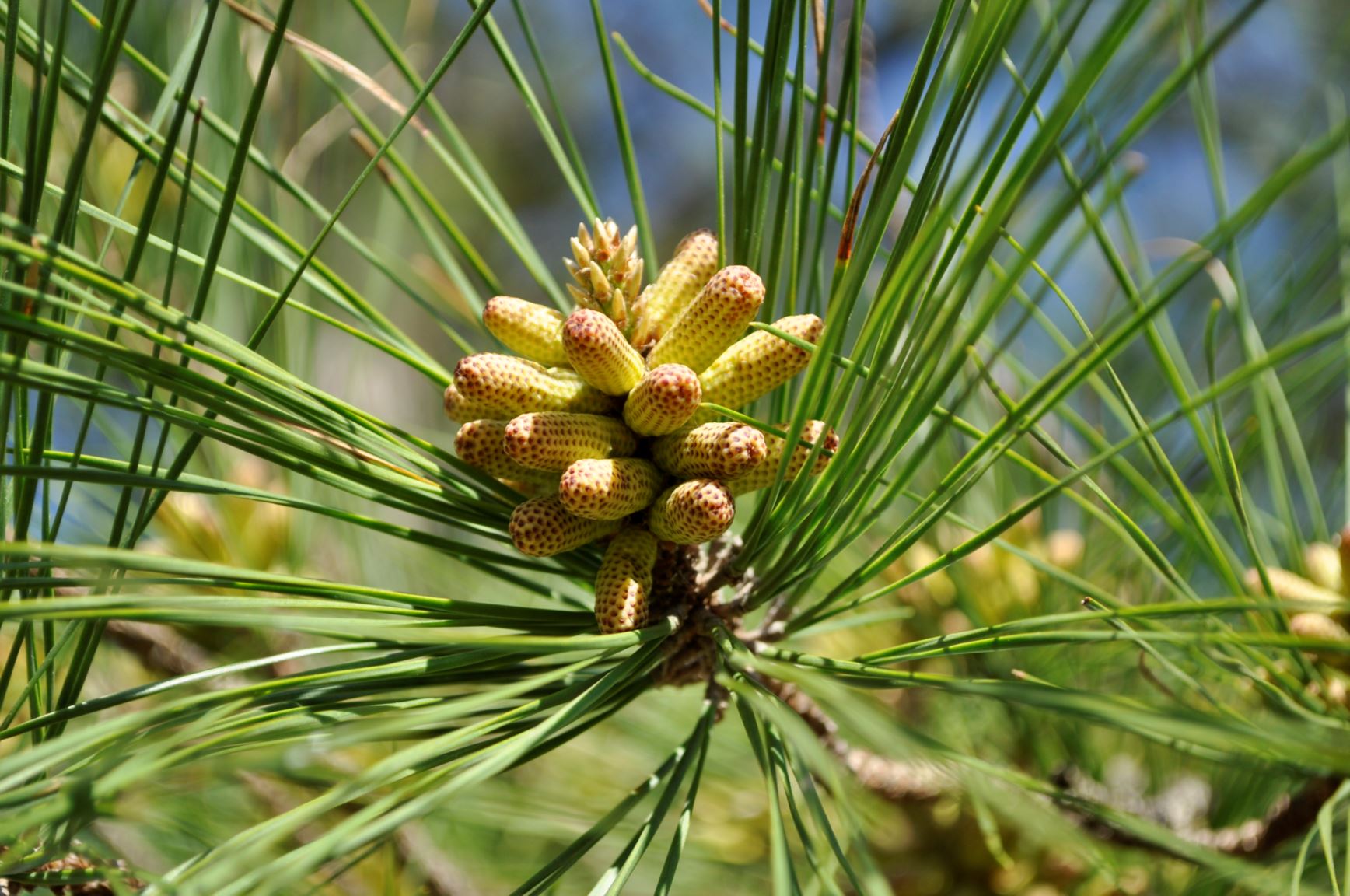 Pinus taeda - loblolly pine | Lewis Ginter Botanical Garden - Richmond ...