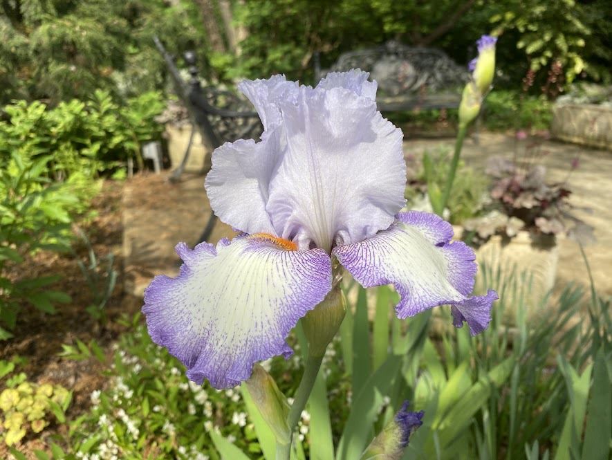 Iris germanica 'Acoma' - tall bearded iris