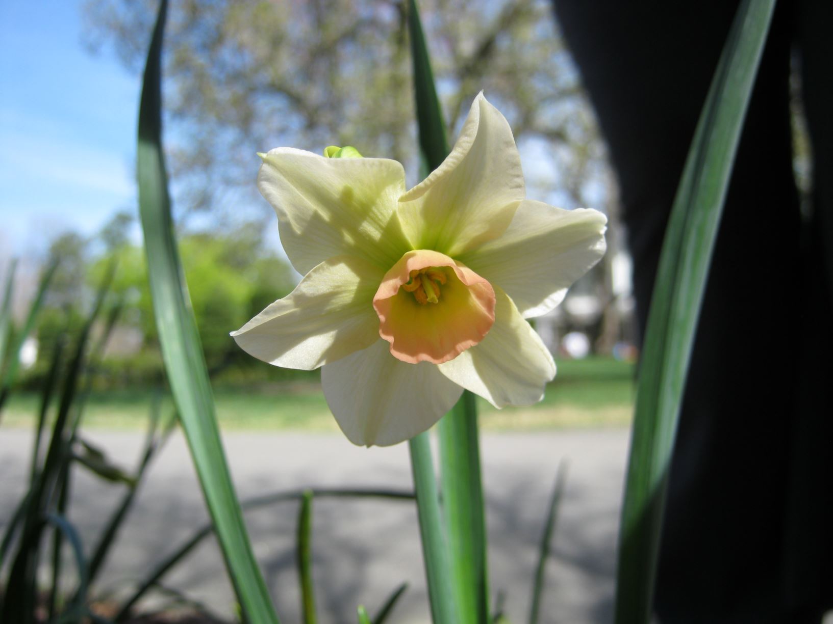 Narcissus 'Bell Song' - jonquilla daffodil