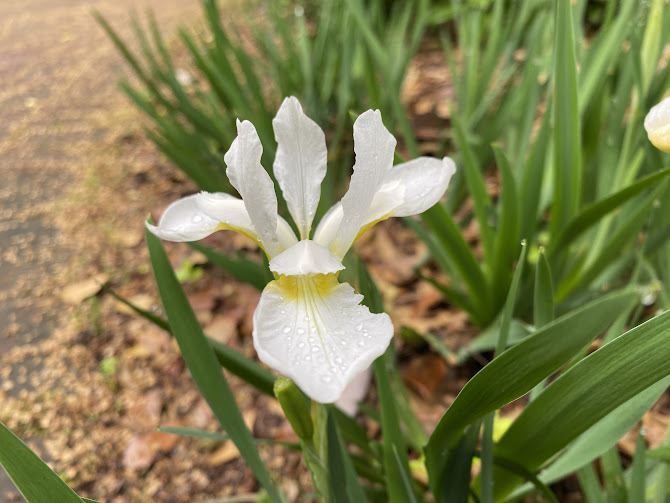 Iris 'Little White' - Siberian iris
