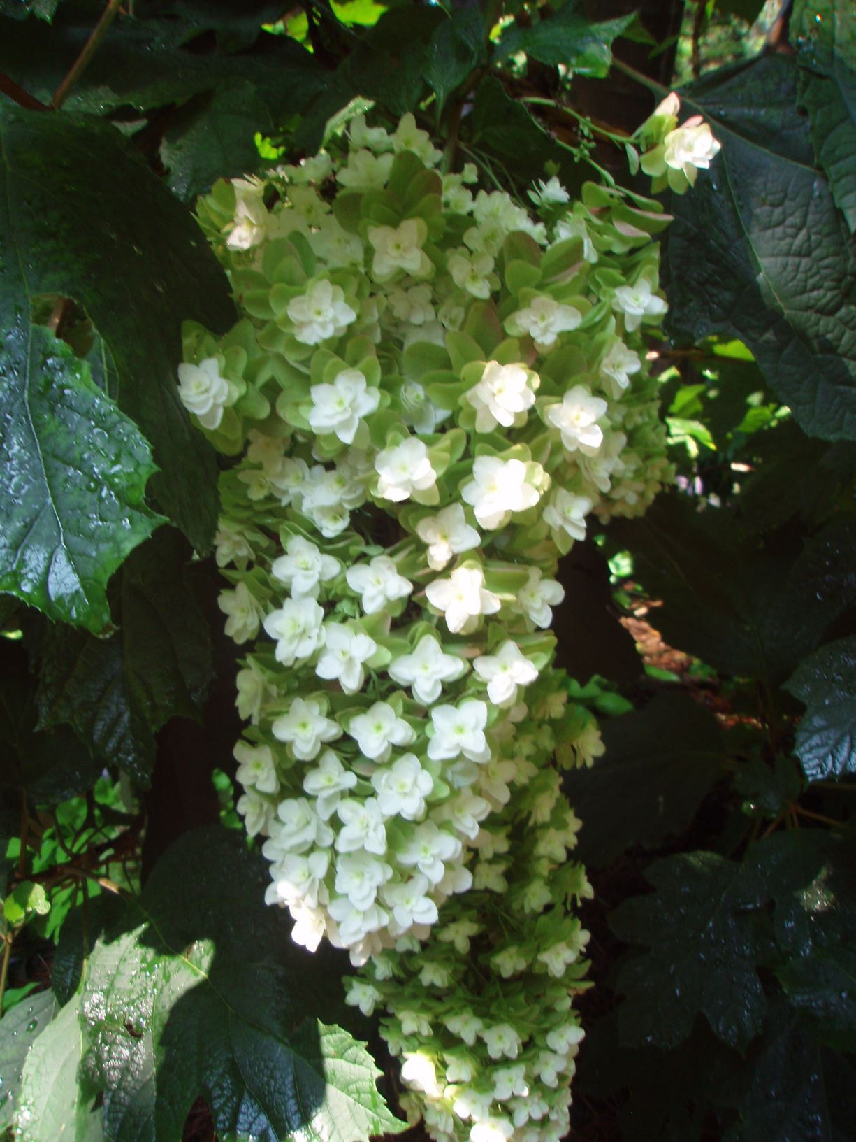 Hydrangea quercifolia 'Brido' Snowflake - oakleaf hydrangea