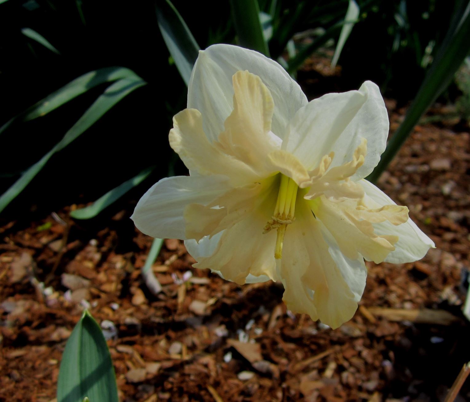 Narcissus 'Mary Gay Lirette' - split-corona daffodil