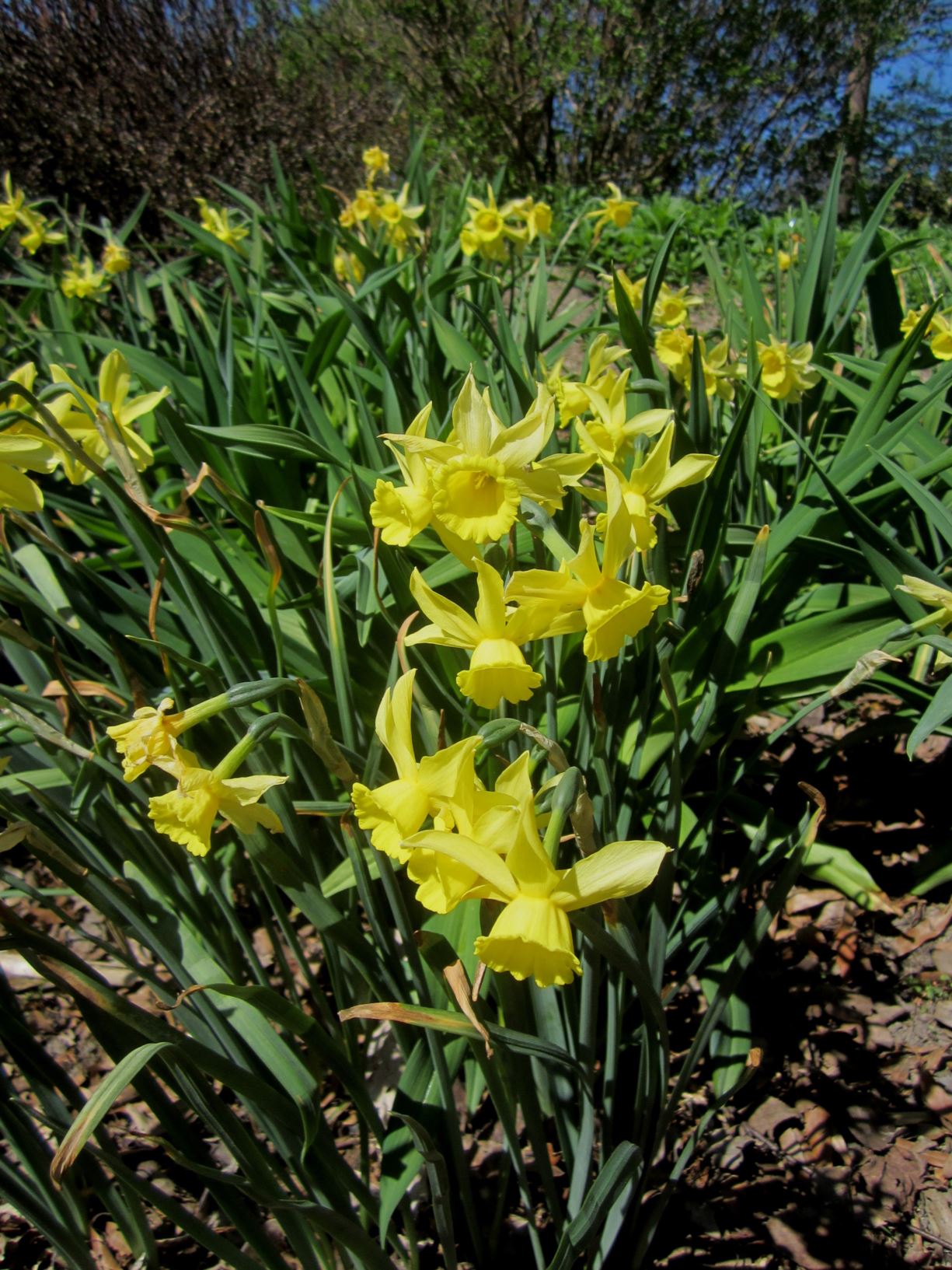 Narcissus 'Ginter's Gem' - triandrus daffodil