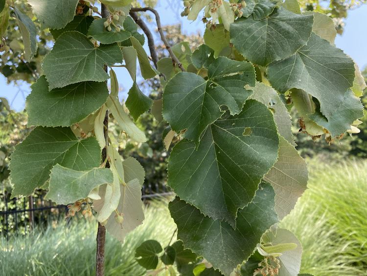 Tilia tomentosa 'Green Mountain' - linden, silver linden